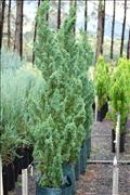 35ltr Robusta Green